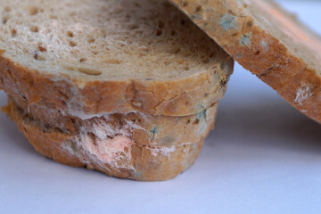 blue and pink mold on bread close up