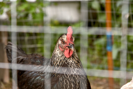 Young black chicken head behind a fence cage in a corral on the farm of a country house