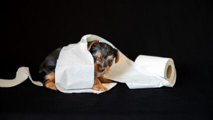 
Portrait of a cute Yorkshire terrier puppy, black and tan color, playing with a roll of toilet paper, on a black background