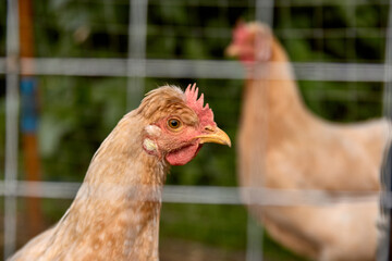 Young yellow chicken head behind a fence cage in a corral on the farm of a country house