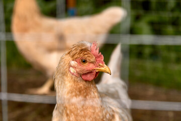 Young yellow chicken head behind a fence cage in a corral on the farm of a country house
