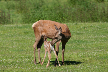 Rothirsch (Cervus elaphus) am säugen, Deutschland, Europa