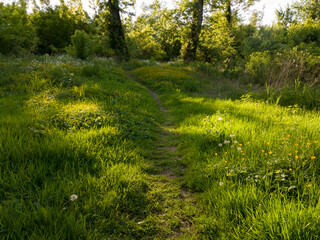A hiking trail through a field overgrown with grass and wildflowers towards the woods during a sunny evening. A path through nature illuminated by bright sunlight.