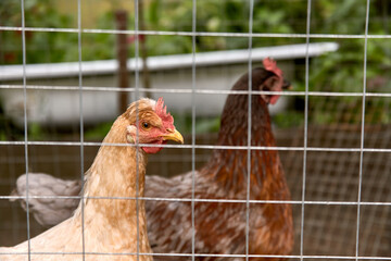 Young yellow chicken head behind a fence cage in a corral on the farm of a country house