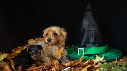 
Tan Yorkshire terrier mom, and her baby, next to a witch's hat, on a bed of autumn leaves, on a black background