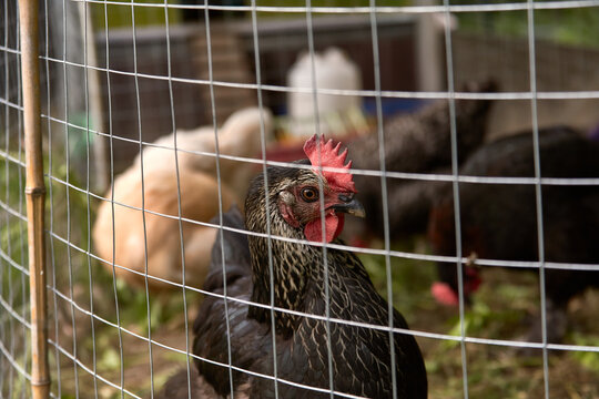 Young black chicken head behind a fence cage with chickens on the background in a corral on the farm of a country house