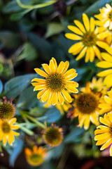 plants in the summer air