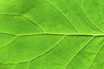 Fototapeta na wymiar Close-up of a textured green leaf with fanciful patterns formed by veins. Photo can be used as background, texture for decoration and design.