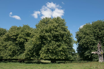 Avenue of Common Lime Trees (Tilia x europaea) Growing in a Park in Rural Devon, England, UK