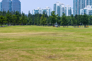 plants in the summer air