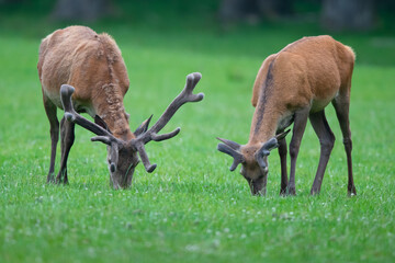 Rothirsch (Cervus elaphus) am äasen, Deutschland, Europa