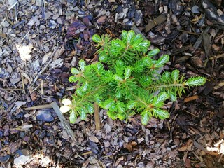 Small seedling of Abies koreana Silberperle with new spring vegetation on a garden bed covered with pine bark mulch.top view