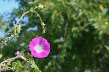 A round white-pink flower in the shape of a funnel on a curved curly stem against a soft background of green foliage and a blue sky. Ipomoea.