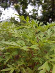 green leaves background