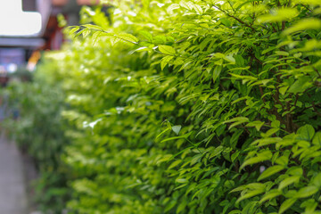 Green tree wall (Side view) natural light background