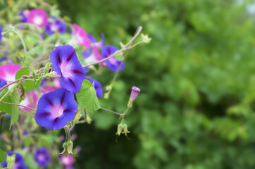 Two round dark blue funnel-shaped flowers on a curly stem against a soft background of pink flowers and green foliage. Ipomoea.