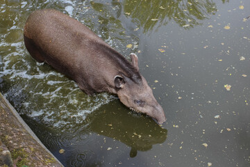 Fototapeta premium Animals