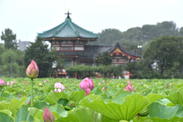 Fototapeta na wymiar 雨が降る東京上野の不忍池のハスの花と弁天堂