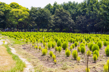 plants in the summer air