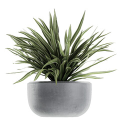 Obrazy na Plexi  Chlorophytum in a black pot isolated on white background
