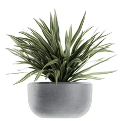Tuinposter Chlorophytum in a black pot isolated on white background © Yurii