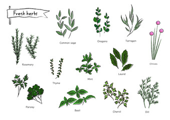 Fresh herbs　color