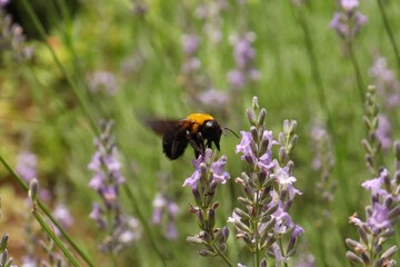 A carpenter bee pollinates purple lavender flowers.
