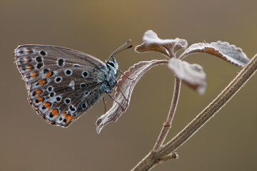 Polyommatus icarus - diurnal butterfly on a forest flower in dew in the first rays of the sun