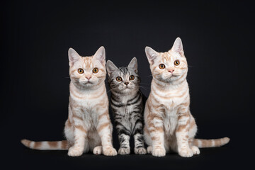 Fototapeta na wymiar Row of three kittens sitting beside each other. All looking towards camera with orange eyes. Isolated on black background.