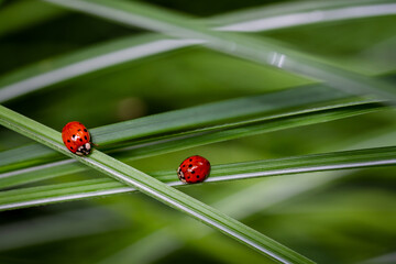 Beautiful minimal nature macro of two ladybugs on long grass