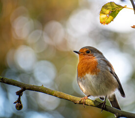 Fototapeta premium Irish Robin Bird