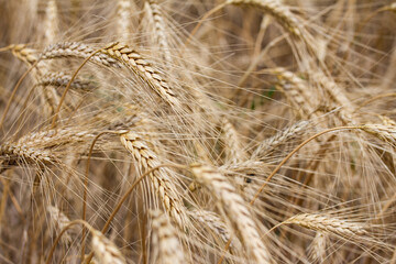 Field of dry wheat before harvest. Beautiful summer background