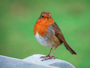 Irish Robin Bird