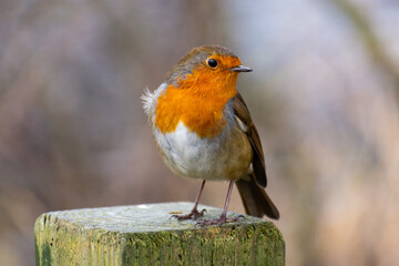 Fototapeta premium Irish Robin Bird