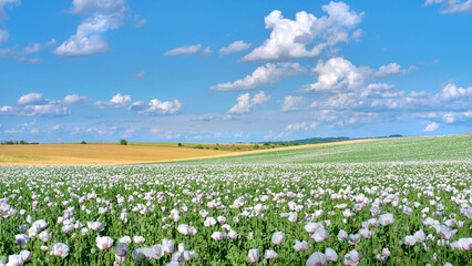 White opium poppy flowers on the field under blue sky with cumulus clouds - obrazy, fototapety, plakaty