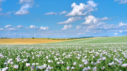 Zelfklevend Fotobehang White opium poppy flowers on the field under blue sky with cumulus clouds © tilialucida
