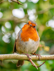 Irish Robin Bird