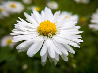 Close up of wild flower with yellow pollen and white petals against green grass in garden during day. Macro of common daisy in lawn or meadow.