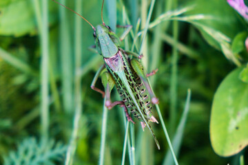 Great green bush-cricket