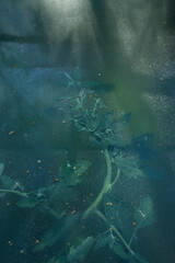 Tomato Plant Under Window Glass.
