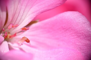 Macro detail of pink geranium flower, petals, pistil and stamens.