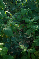 Spiders Webs on Raspberry Bush
