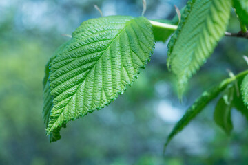 green spring leaves on a branch