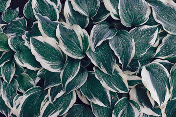 Hosta Large green leaves with raindrops in dark tone background. Spring background with green hosta leaves. View from above.