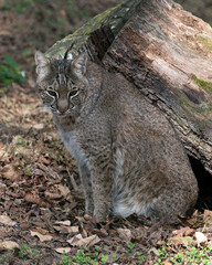 Naklejka na ściany i meble Bobcat Stock Photos. Bobcat close up profile view resting by a log, displaying brown fur, body, head, ears, eyes, nose, mouth with a background in its environment. Portrait. Picture. Image. Photo.