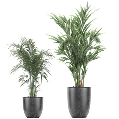  palm tree in a black pot isolated on white background