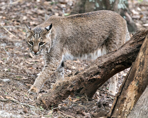 Obraz na płótnie Canvas Bobcat Animal Stock Photos. Bobcat close up profile view walking and looking at the camera displaying body, head, ears, eyes, nose, mouth, in its environment and habitat. Picture. Image. Portrait. 