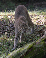 Bobcat Stock Photos. Bobcat close up walking and looking at the camera displaying brown fur, body, head, ears, eyes, nose, mouth tail, in its environment and habitat. Image. Picture. Portrait.