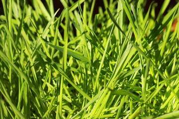 Herbes à chat