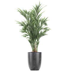  palm tree in a black pot isolated on white background